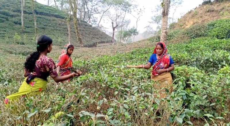 চা শ্রমিকদের জীবন ব্যথা দিয়ে গড়া!